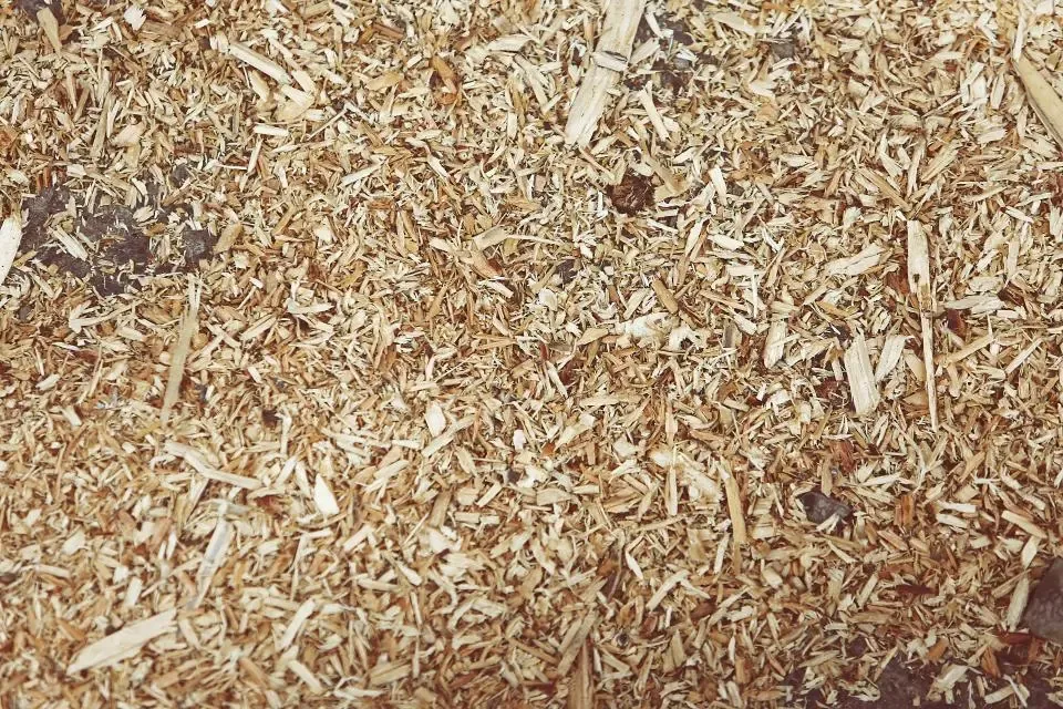 Hobelspäne aus hellem Holz, dicht übereinander liegend